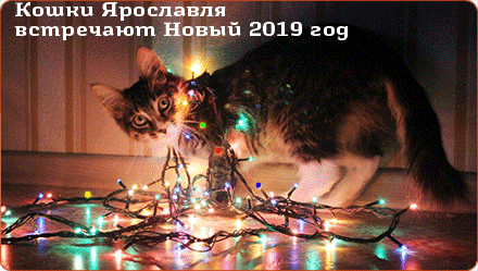 Баннер Андрея Данилова